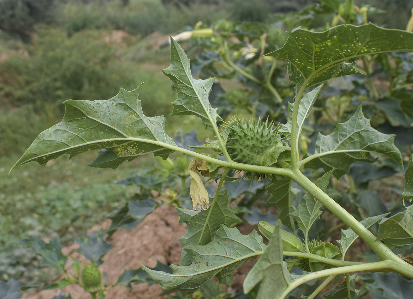 Изображение особи Datura stramonium.
