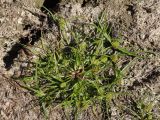 Cyperus michelianus