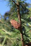 род Larix