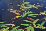 Persicaria amphibia. Цветущие растения. Ярославская обл., Мышкинский р-н, правый берег р. Юхоть в 1,2 км от устья, в воде. 14 июля 2025 г.