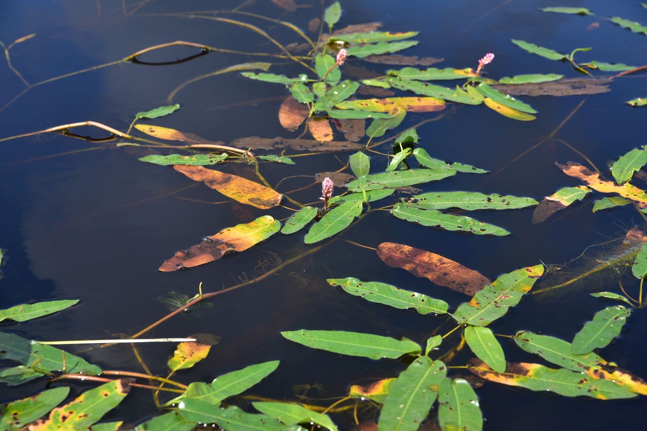 Image of Persicaria amphibia specimen.