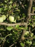 Malus domestica