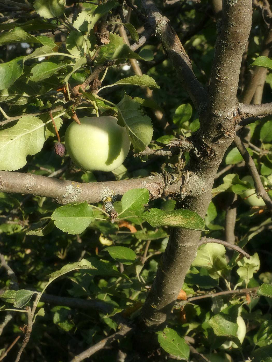 Изображение особи Malus domestica.