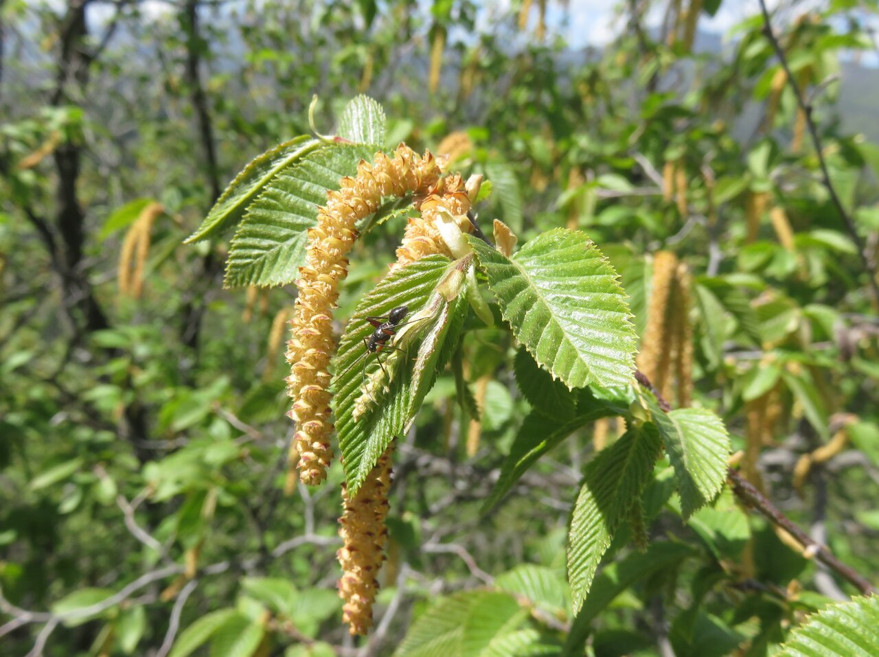 Изображение особи Ostrya carpinifolia.