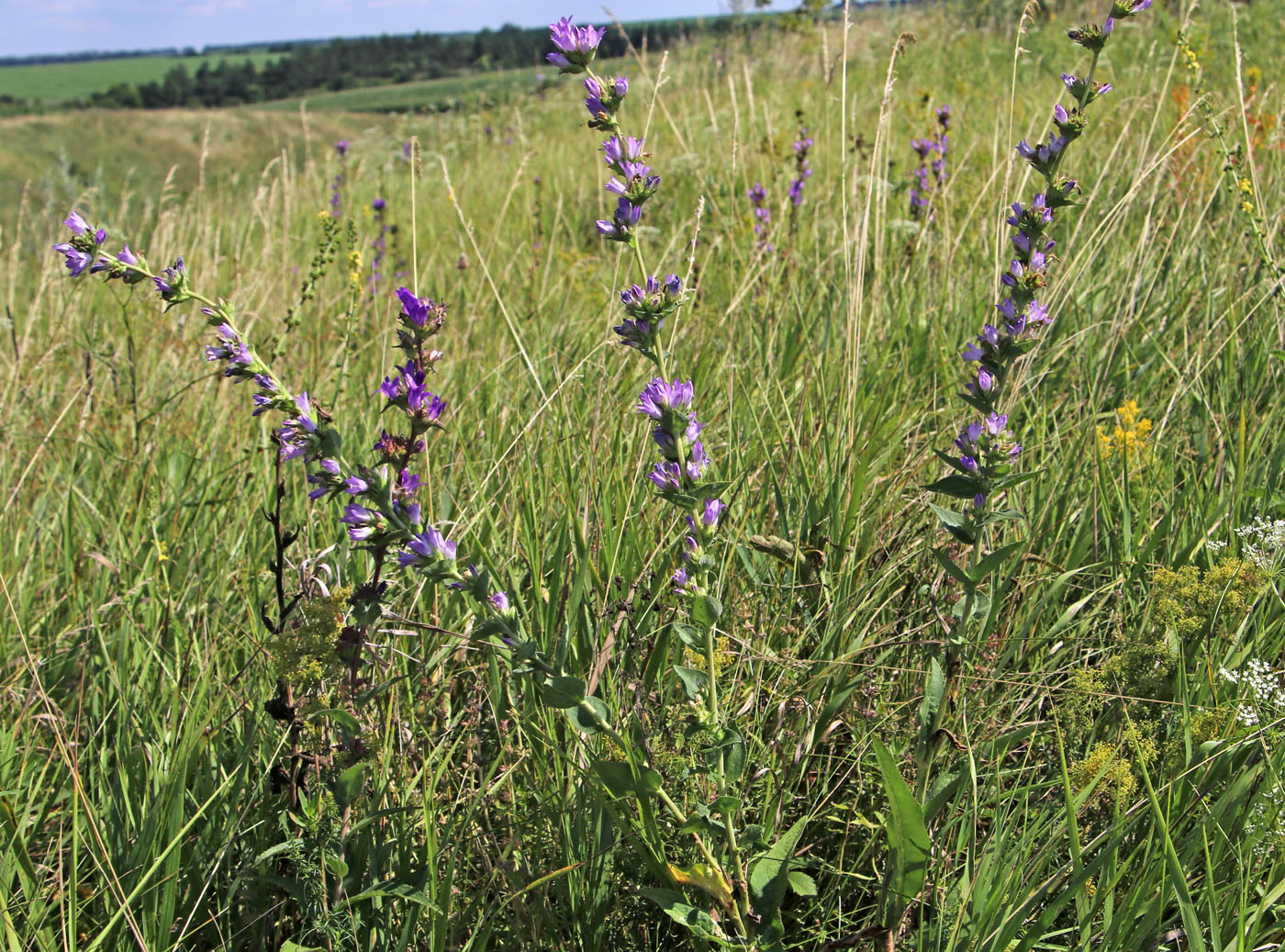 Image of Campanula glomerata specimen.