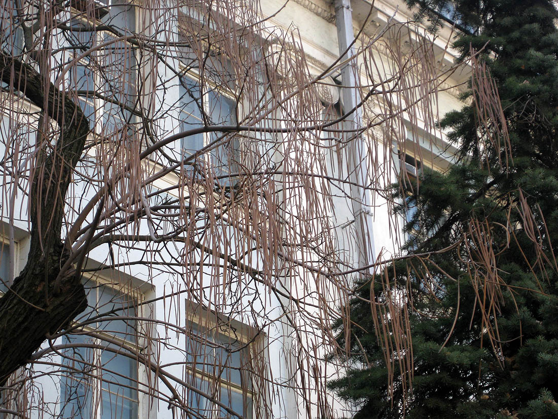 Изображение особи Catalpa bignonioides.
