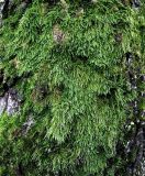 Изображение особи. Автор - Андрей Белехов