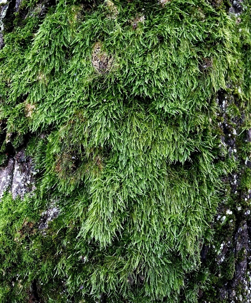 Изображение особи Hypnum cupressiforme.