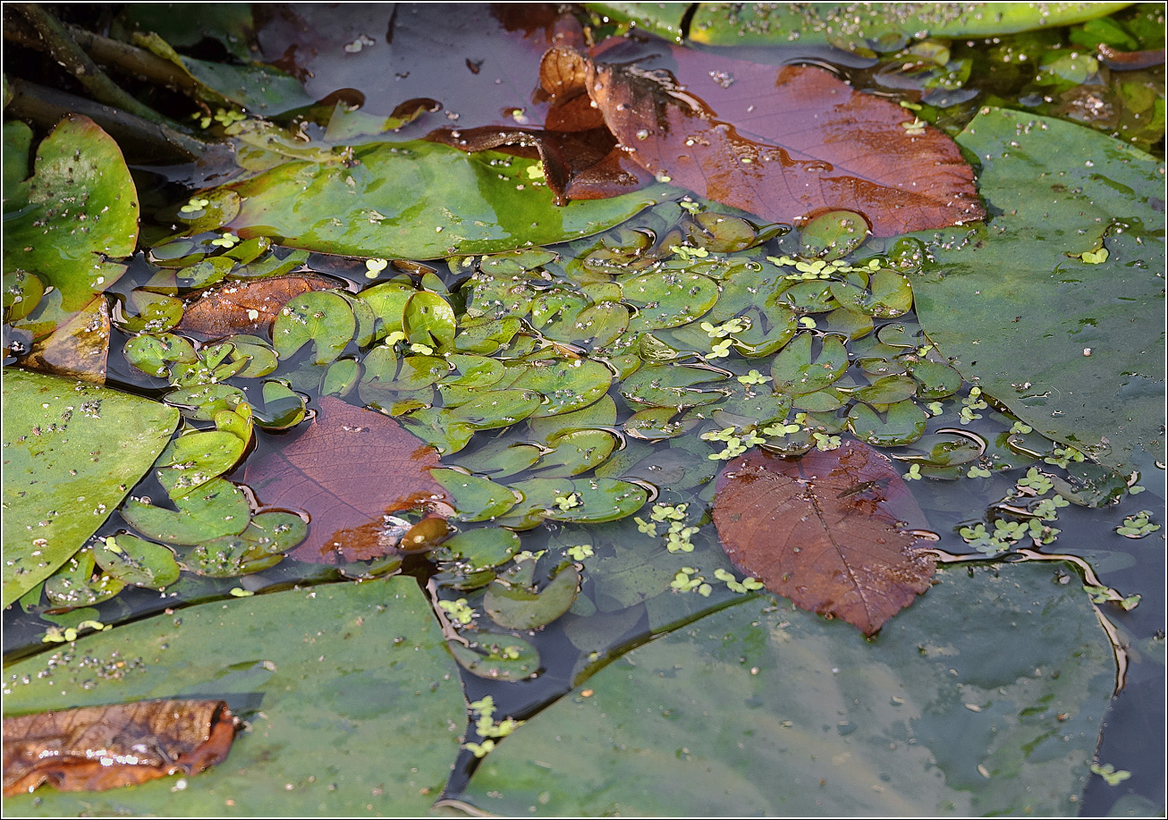 Image of Nymphaea candida specimen.