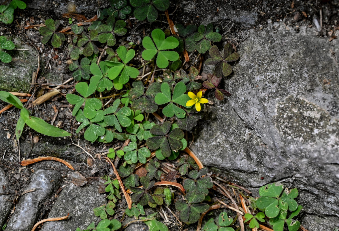 Изображение особи Oxalis corniculata.