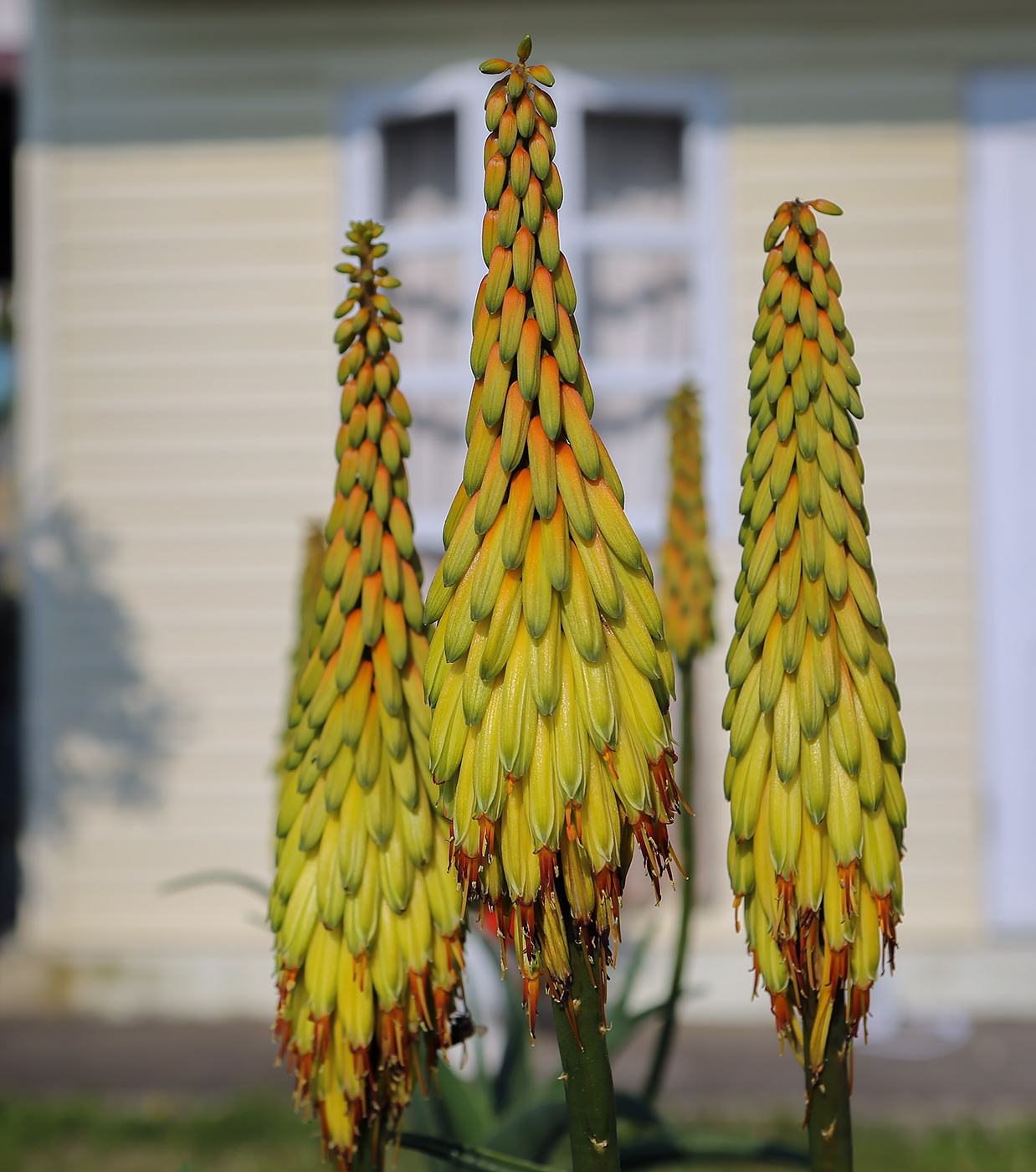 Image of Aloe striatula specimen.