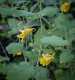 Impatiens noli-tangere. Часть цветущего побега. Абхазия, Гудаутский р-н, окр. с. Лдзаа, берег речки. 08.06.2025.