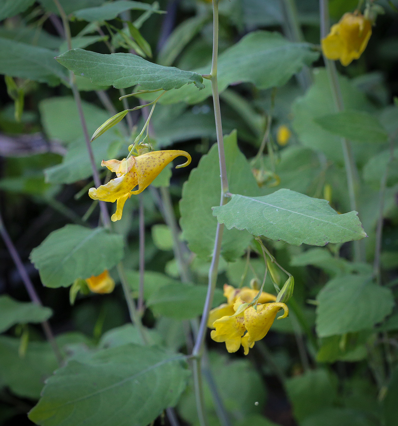 Изображение особи Impatiens noli-tangere.
