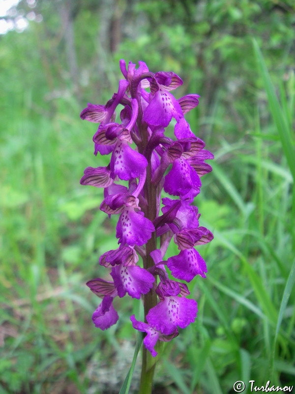 Image of Anacamptis morio ssp. caucasica specimen.