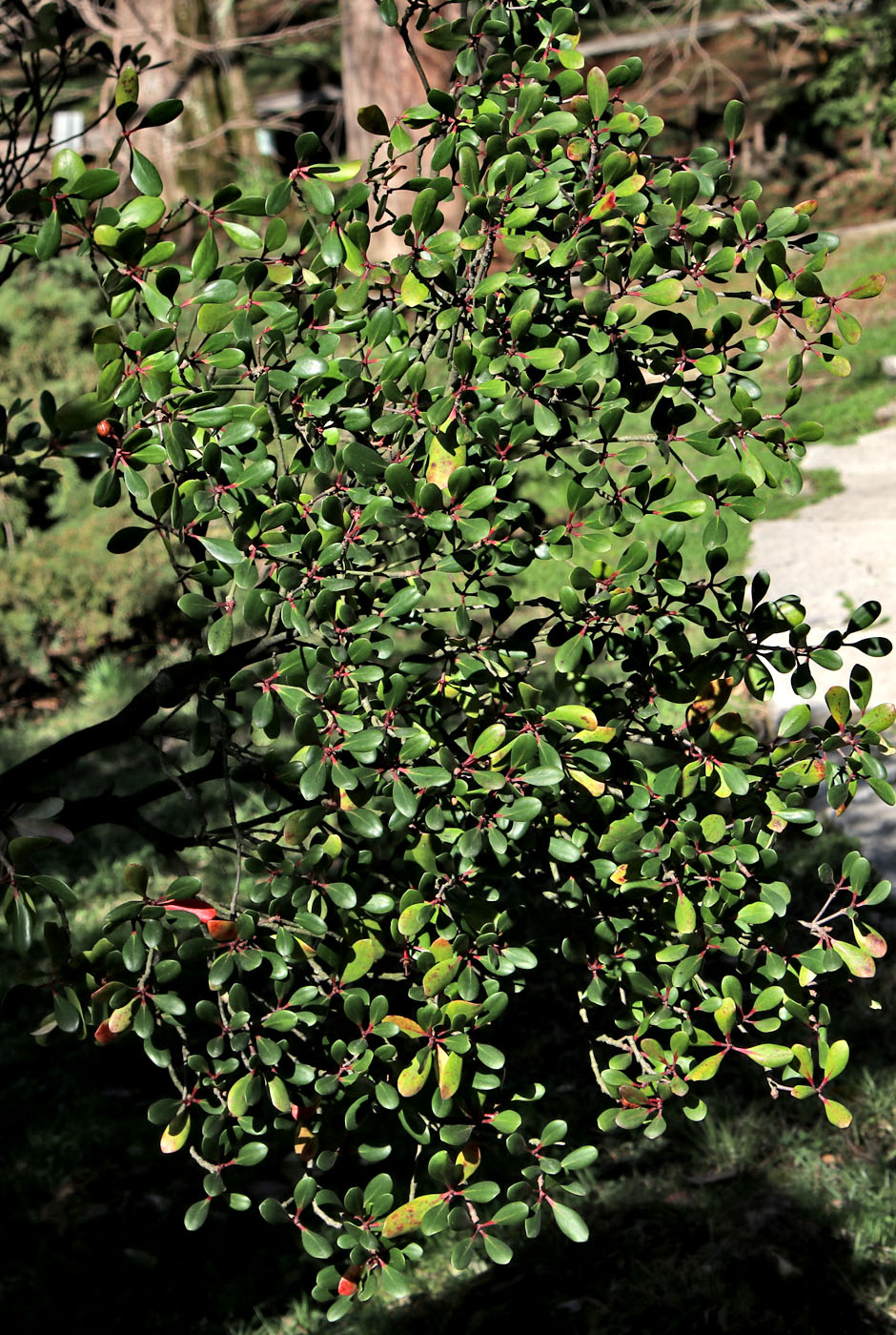 Image of Ternstroemia gymnanthera specimen.