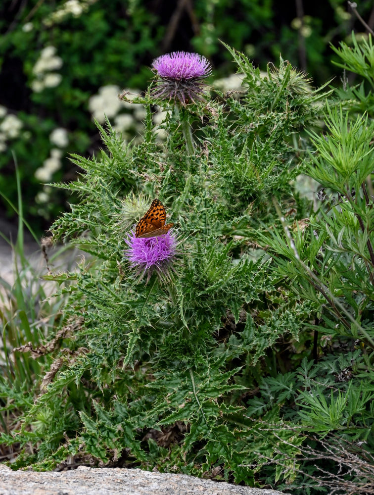 Изображение особи род Cirsium.