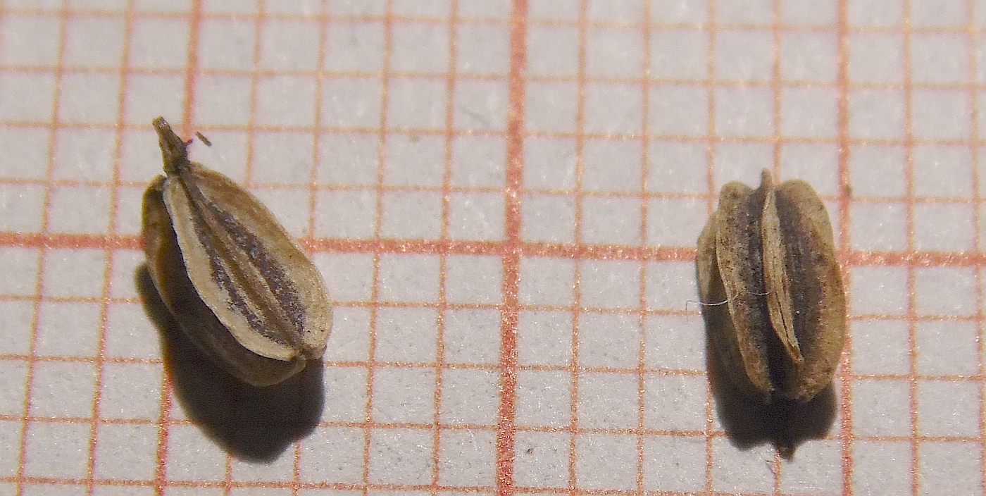 Изображение особи семейство Apiaceae.