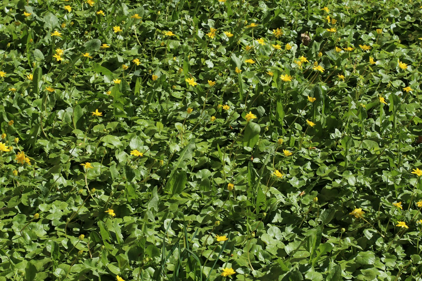 Изображение особи Ficaria verna.