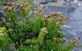 Limbarda crithmoides. Верхушки отцветающих и плодоносящих растений. Португалия, округ Лиссабон, г. Кашкайш, на скале. 05.08.2025.