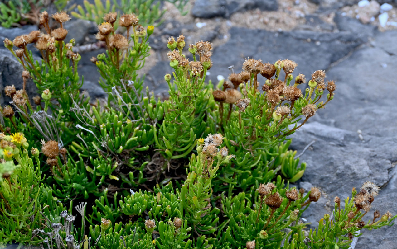 Image of Limbarda crithmoides specimen.