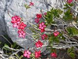 Adenium obesum. Ветви цветущего растения. ОАЭ, Дубай, парк \"Эль Мамзар\". 28.02.2026.