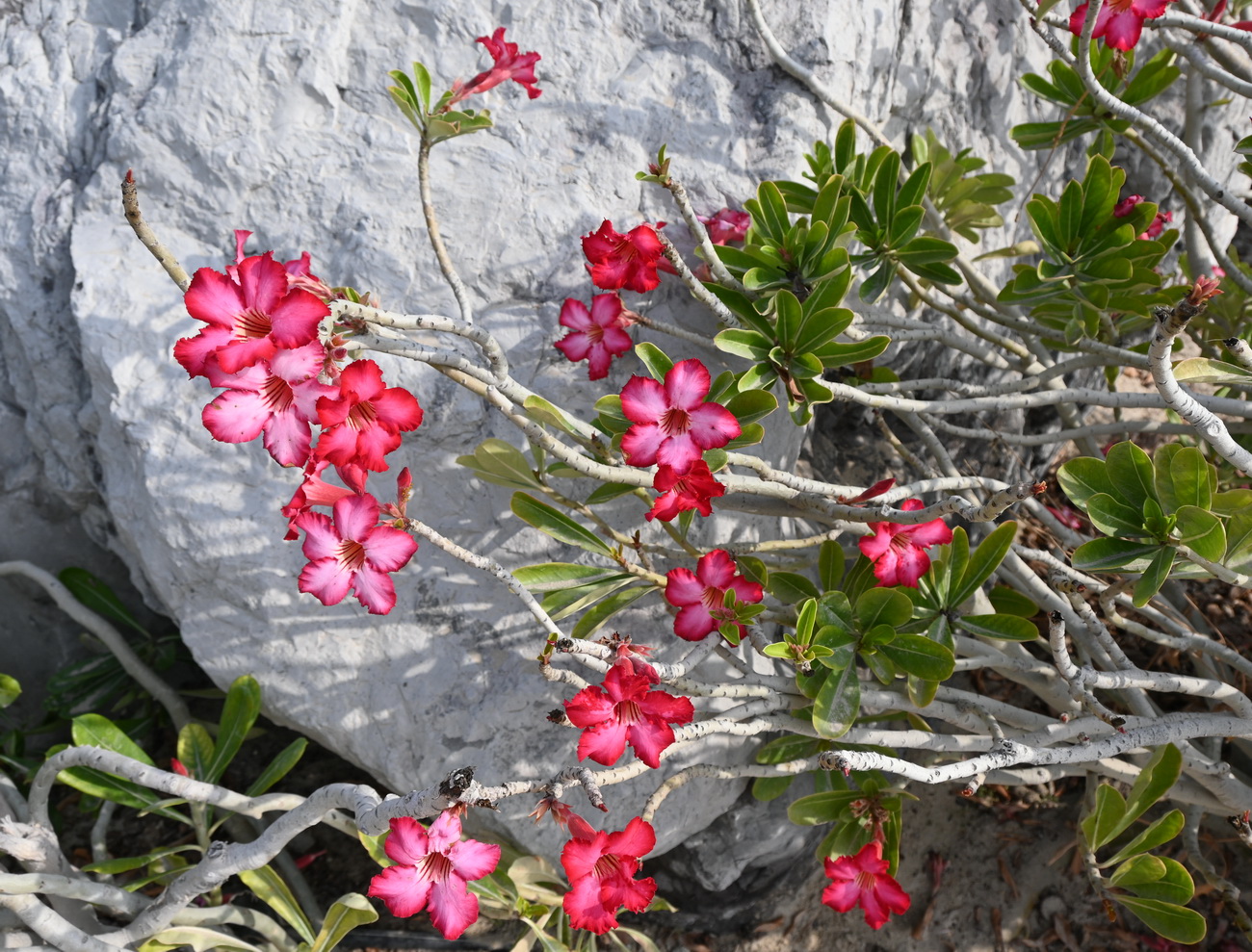 Image of Adenium obesum specimen.