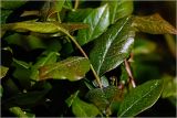 Vaccinium corymbosum. Листья. Московская обл., Раменский р-н, окр. дер. Хрипань, садовый участок. 20.05.2026.