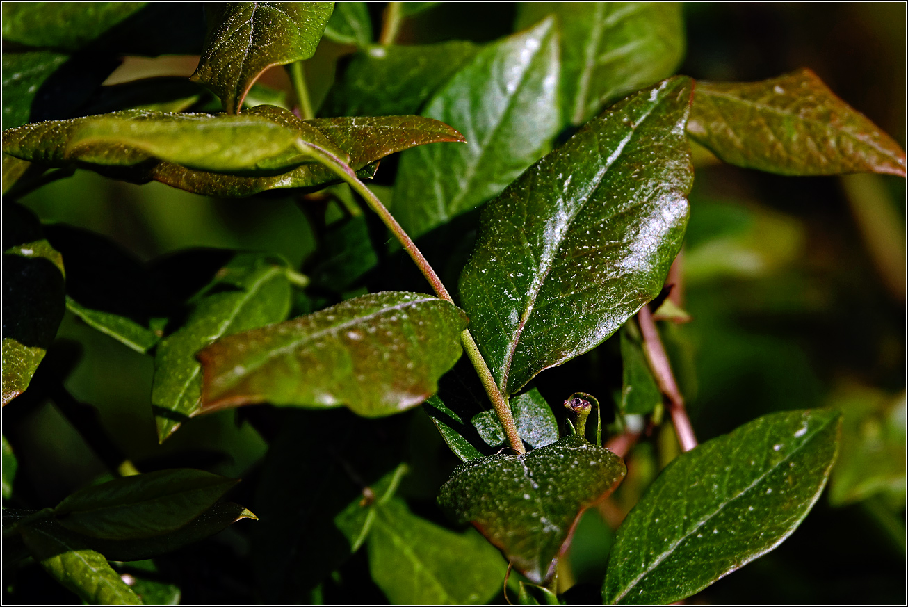 Image of Vaccinium corymbosum specimen.