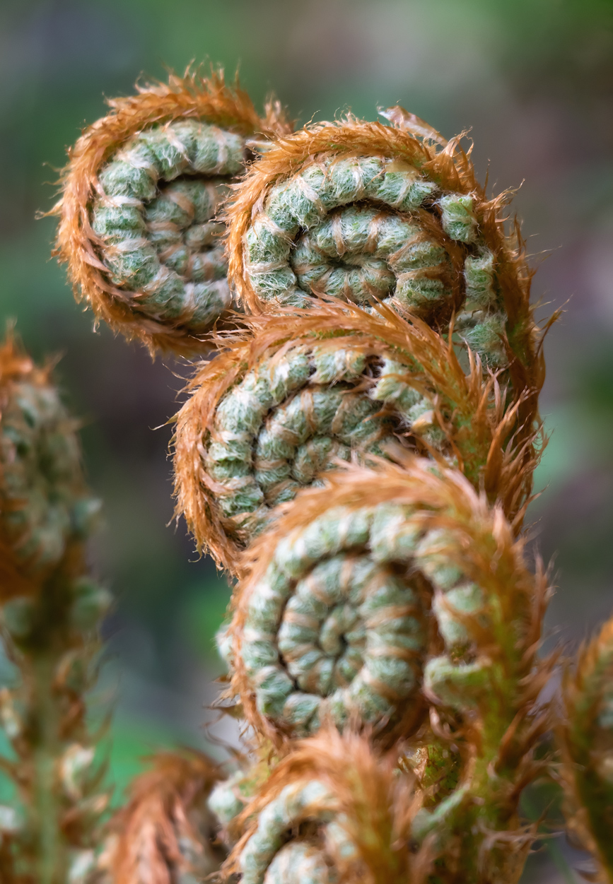 Image of Dryopteris crassirhizoma specimen.