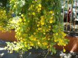 genus Vachellia