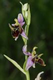 Ophrys oestrifera. Часть соцветия. Краснодарский край, г/о Новороссийск, окр с. Южная Озереевка, заказник Абраусский, выс. 60 м н.у.м., остепененный луг. 21.05.2025.