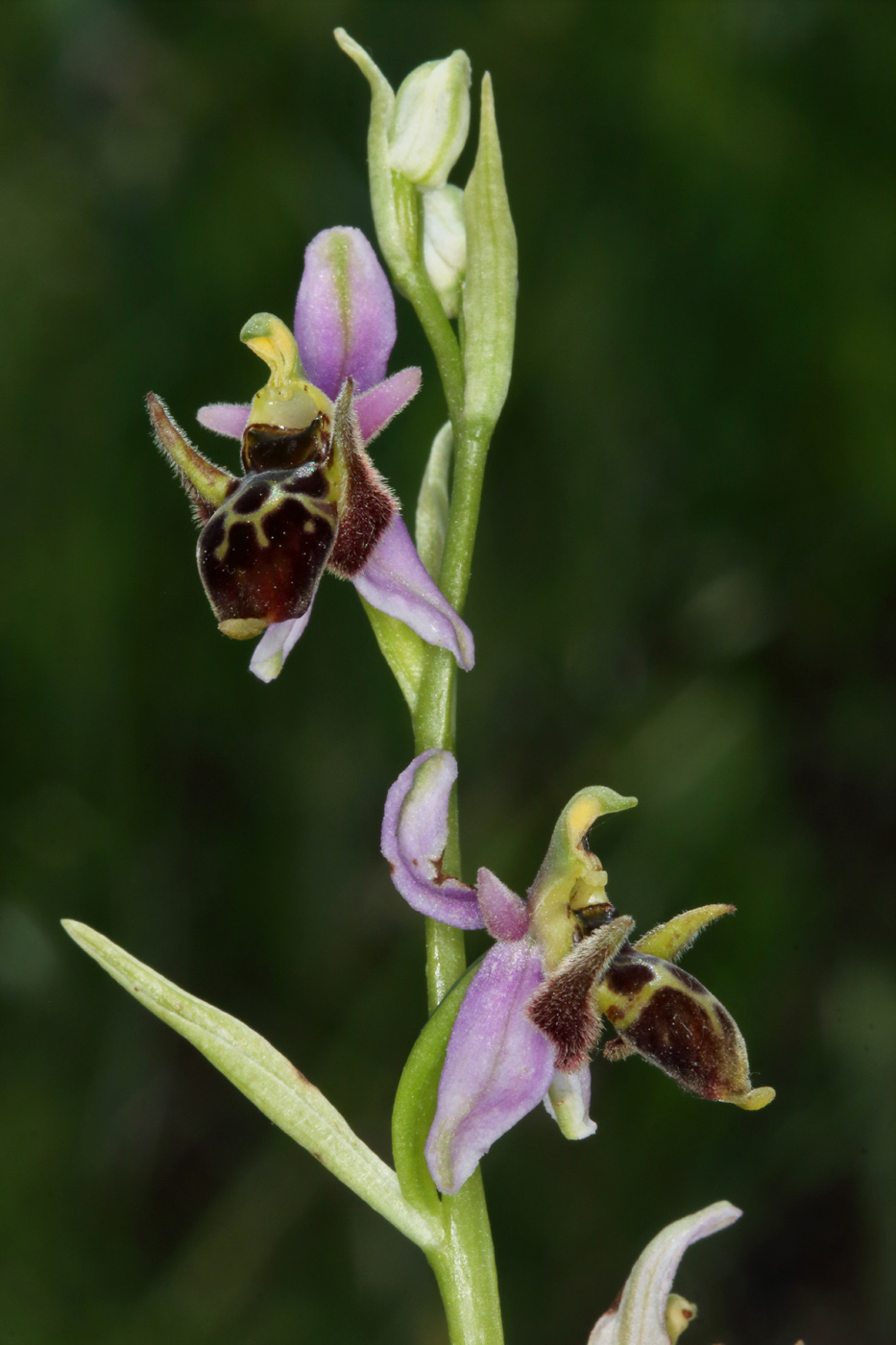 Изображение особи Ophrys oestrifera.
