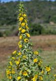 Scolymus hispanicus. Верхушка цветущего растения со шмелём. Португалия, округ Бежа, дол. р. Мира, окраина поля. 06.06.2026.