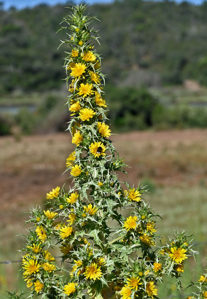 Изображение особи Scolymus hispanicus.