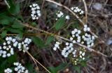 Ageratina adenophora