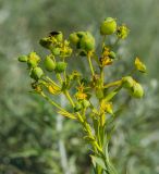 род Euphorbia