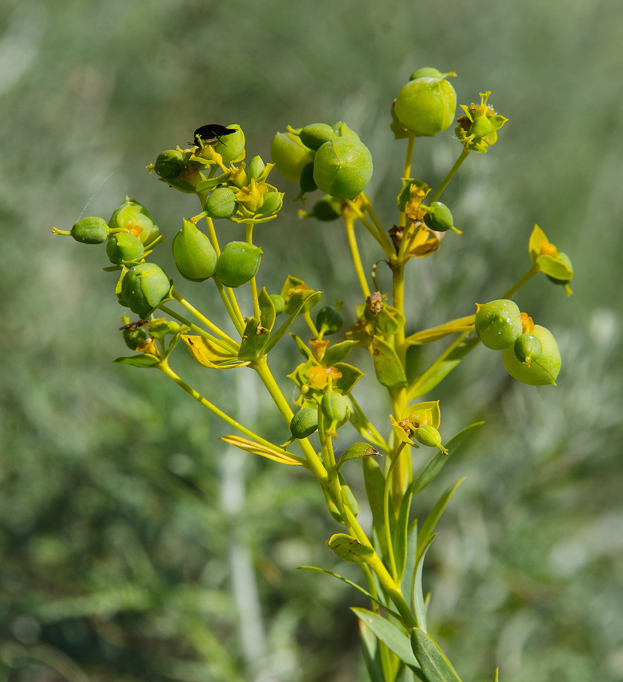 Изображение особи род Euphorbia.