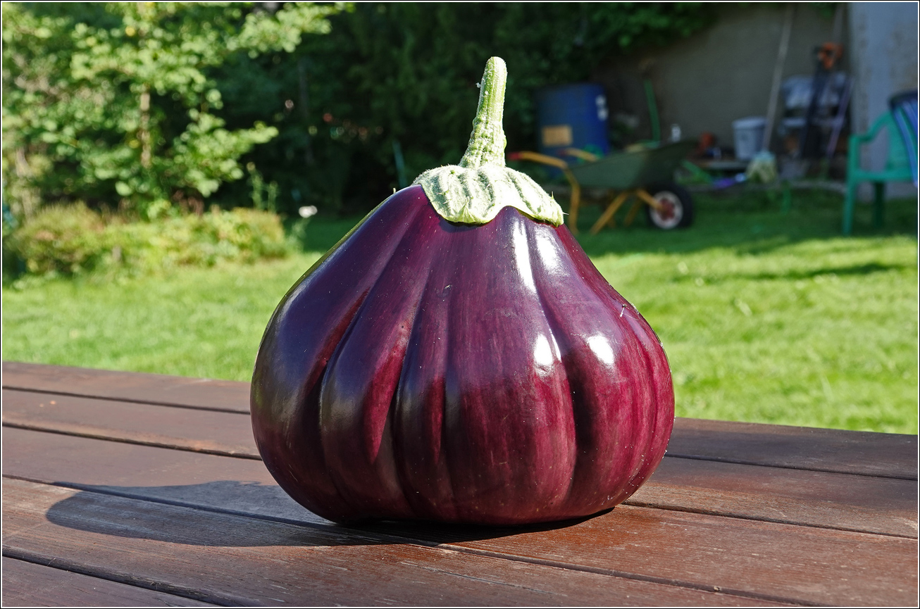 Image of Solanum melongena specimen.
