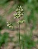 Dactylis glomerata