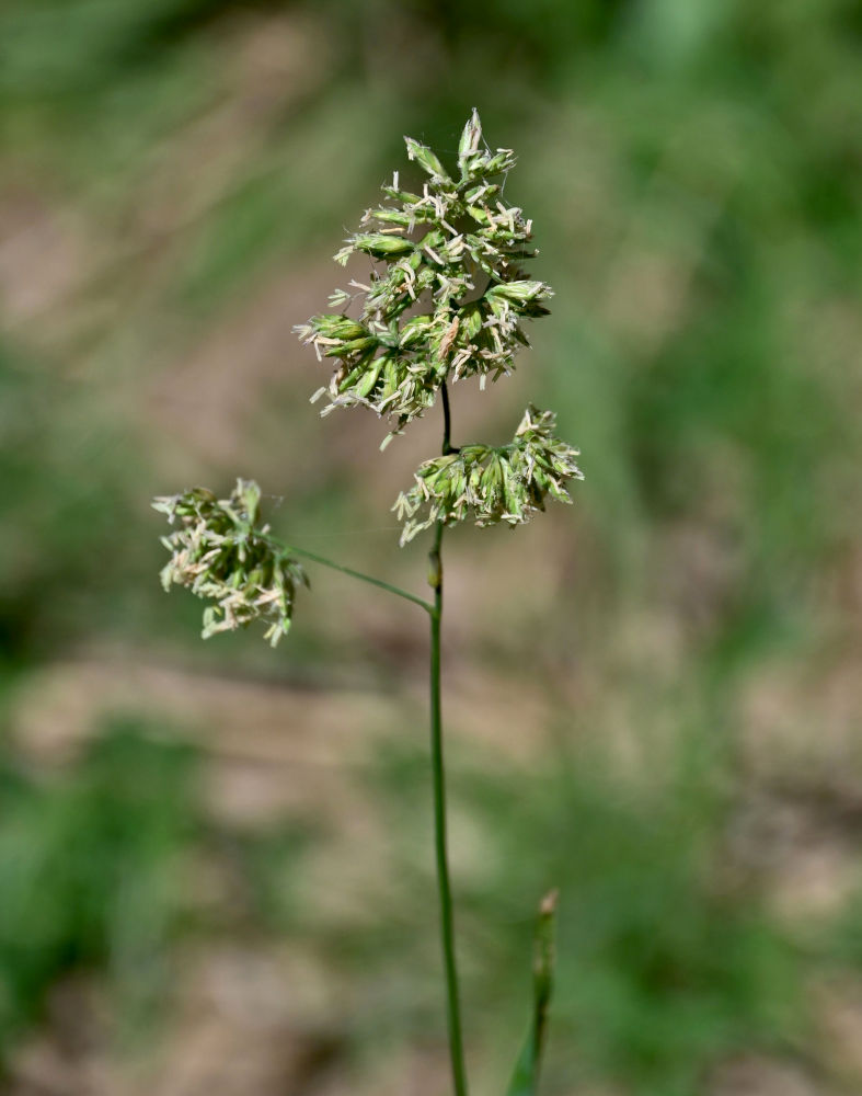 Image of Dactylis glomerata specimen.