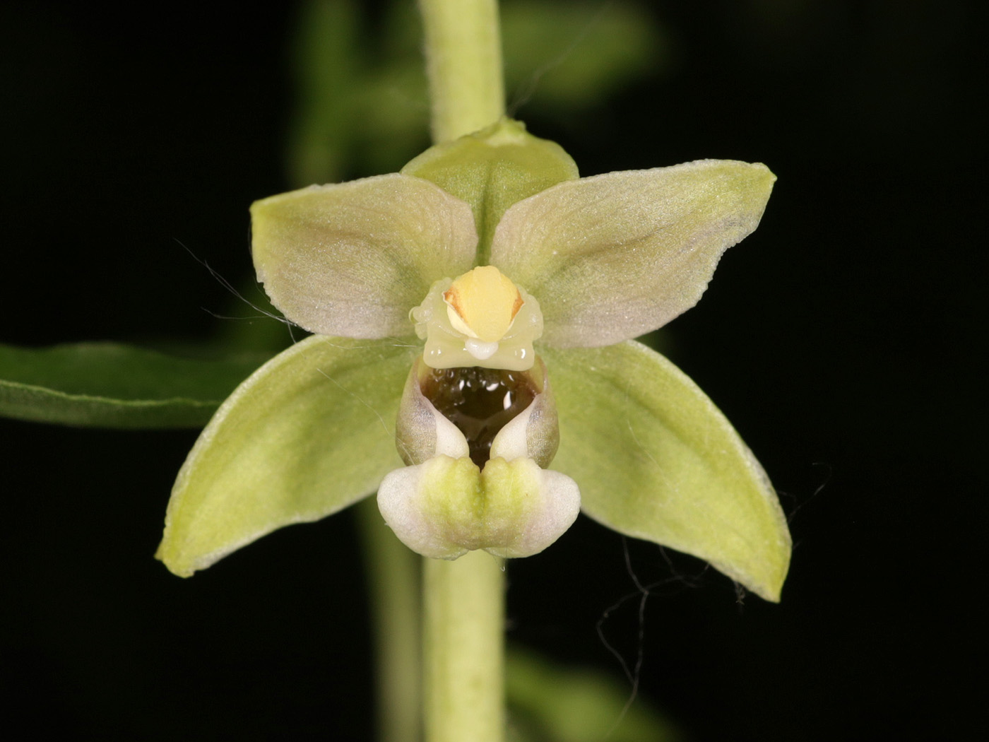 Изображение особи Epipactis persica.