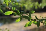 Salix euxina