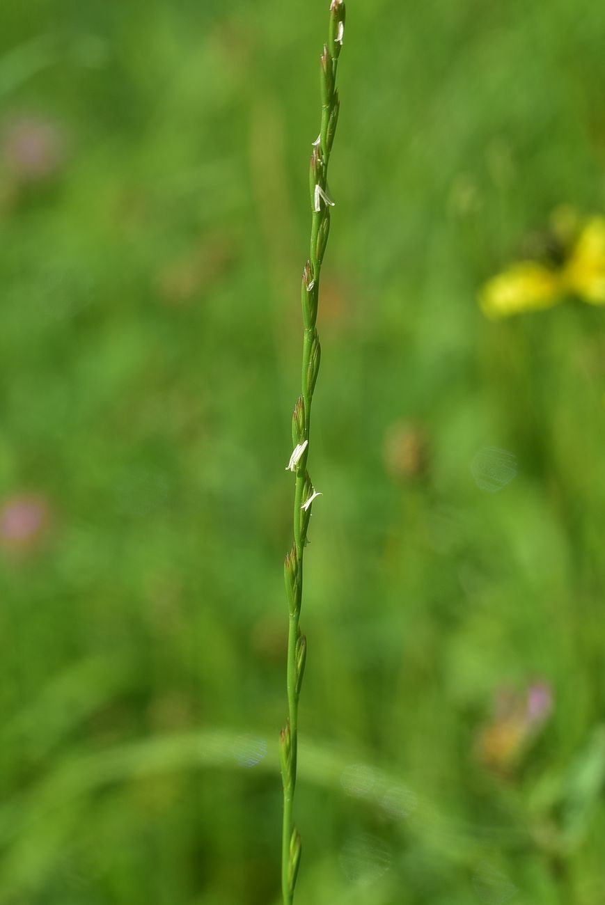 Image of familia Poaceae specimen.