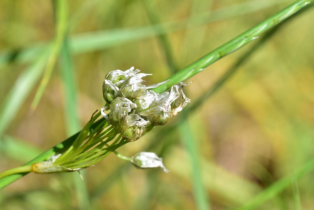 Image of genus Allium specimen.