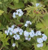семейство Boraginaceae