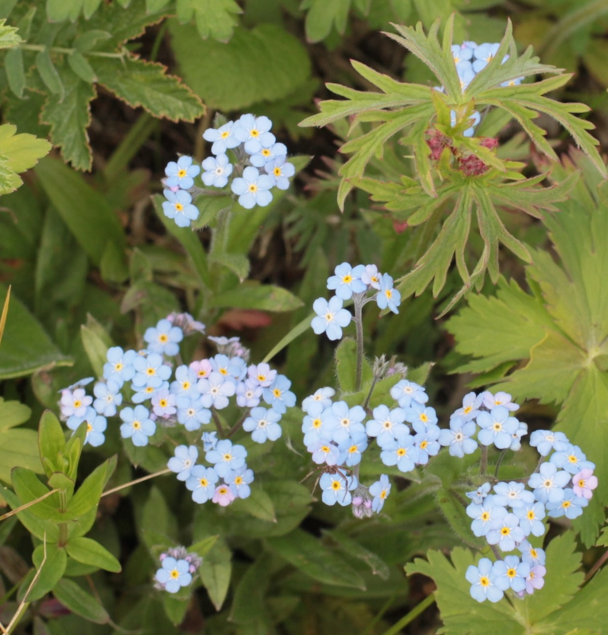 Изображение особи семейство Boraginaceae.