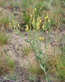 Linaria genistifolia. Верхняя часть цветущего растения. Ульяновская обл., Мелекесский р-н, окр. с. Лебяжье, сосновый бор на дюнах, вырубка под ЛЭП. 09.07.2024.