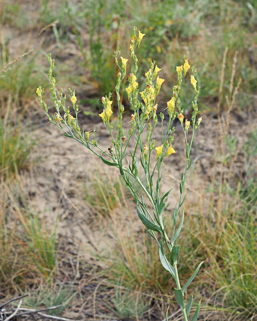 Image of Linaria genistifolia specimen.