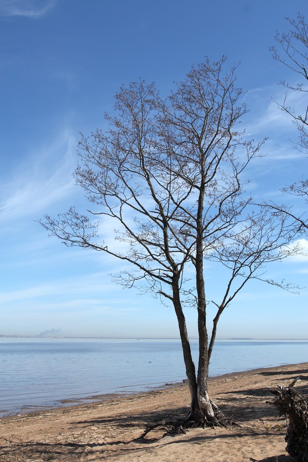 Image of Alnus glutinosa specimen.