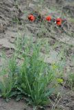 Papaver laevigatum. Цветущее растение. Южный берег Крыма, Кутлакская бухта. 05.05.2011.